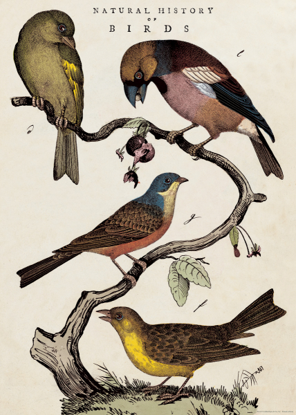 Plakat - "Geschichte der Vögel" | Gemälde & Poster