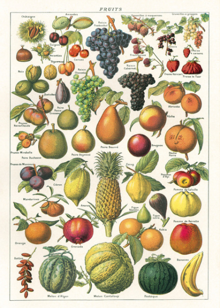 Plakat - Frucht 2 | Dekoration - Schlafzimmer - ZIMMER