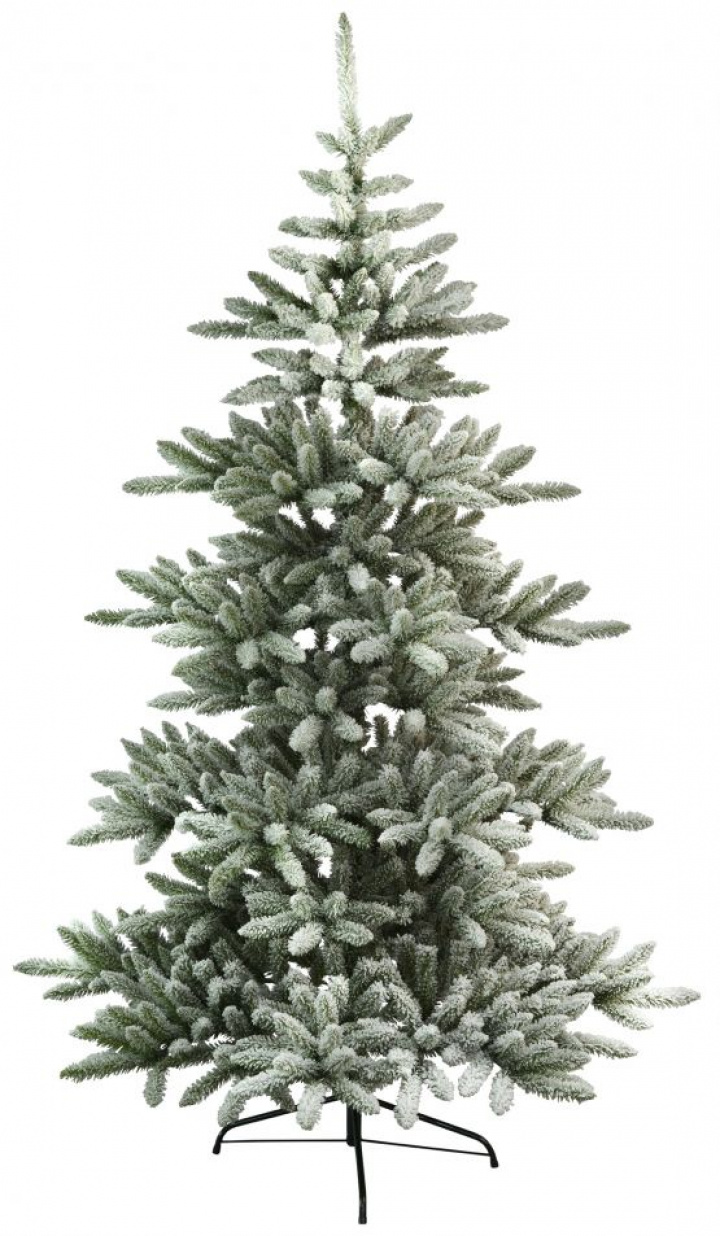 Weihnachtsbaum 'Arvika' - Grn / Wei