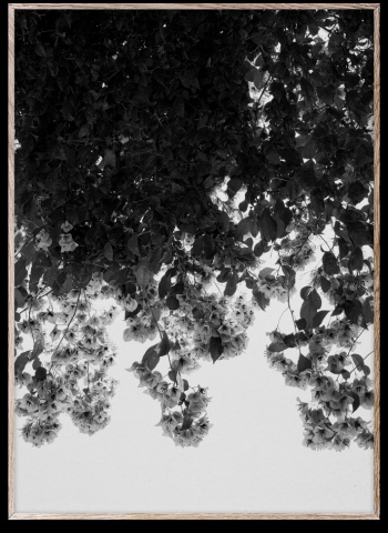 Poster \'Blumen\' 50x70 - Schwarz / Grau