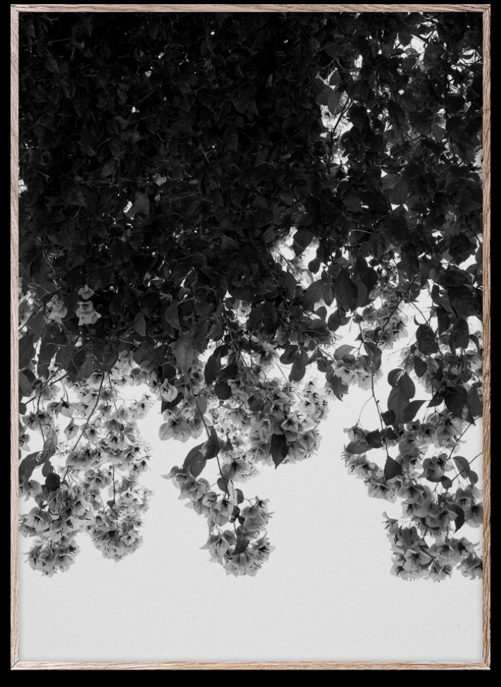 Poster 'Blumen' 50x70 - Schwarz / Grau