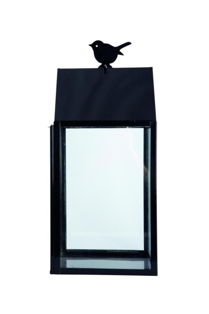 Lanterna Vogel - Schwarz in der Gruppe bei Reforma (Cb0900)