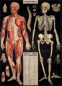 Poster - Anatomie