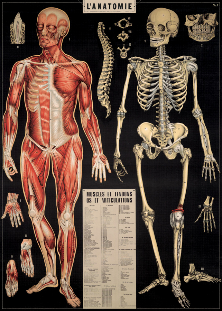 Plakat - Anatomie