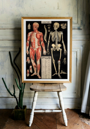 Poster - Anatomie