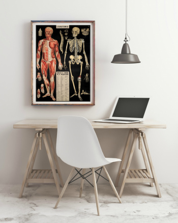 Poster - Anatomie