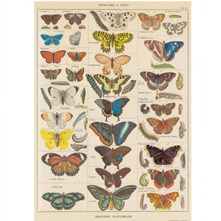 Plakat - Schmetterlinge Weinlese