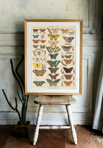 Plakat - Schmetterlinge Weinlese