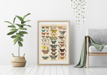 Plakat - Schmetterlinge Weinlese