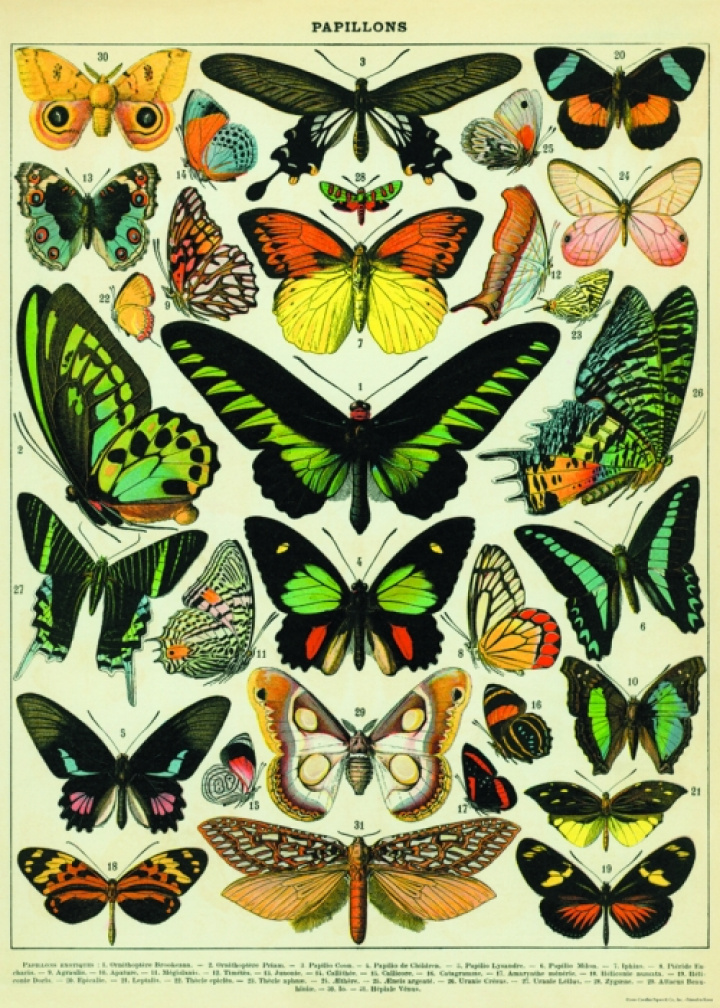 Plakat - Schmetterlinge
