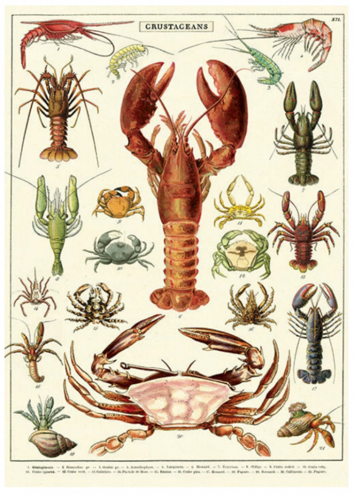 Plakat - Meeresfrüchte