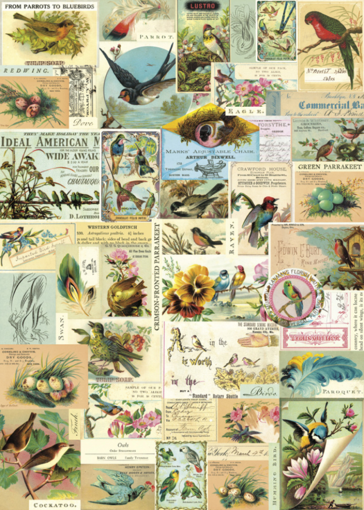 Plakat - Vintage Vögel