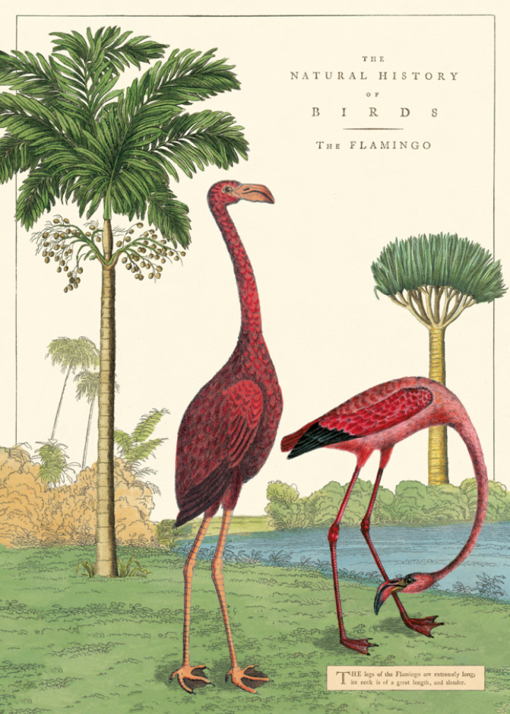 Plakat - Vintage Flamingo