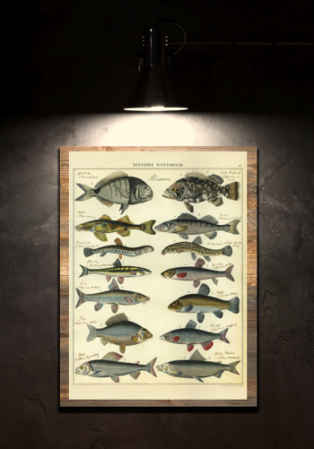 Plakat - Fisch