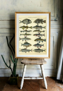 Plakat - Fisch