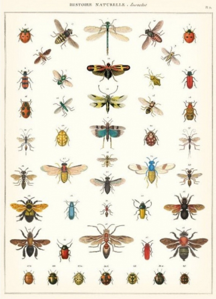 Plakate - Insekten