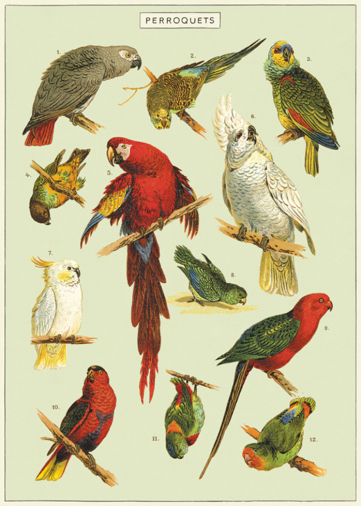 Plakat - Papagei