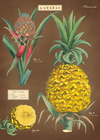 Plakat - Ananas