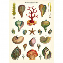 Plakat-Vintage Muscheln