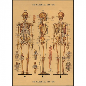 Plakat - Skelett