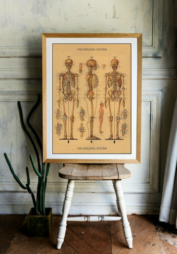 Plakat - Skelett