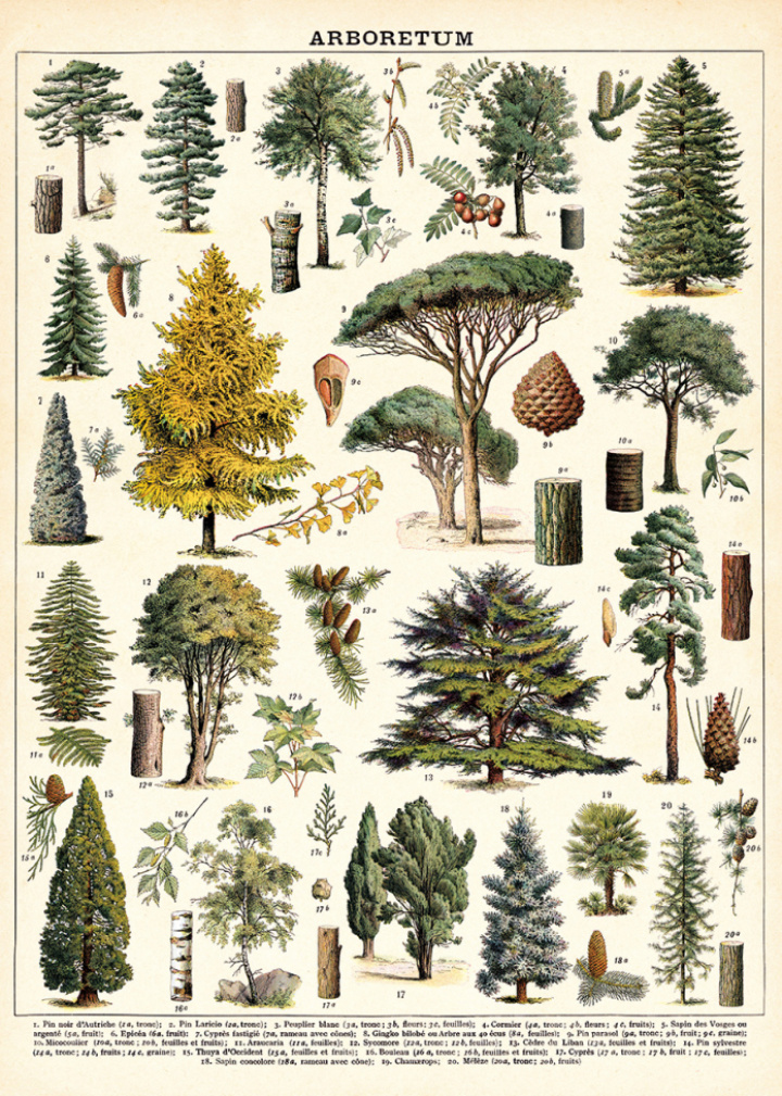 Plakat - Baum