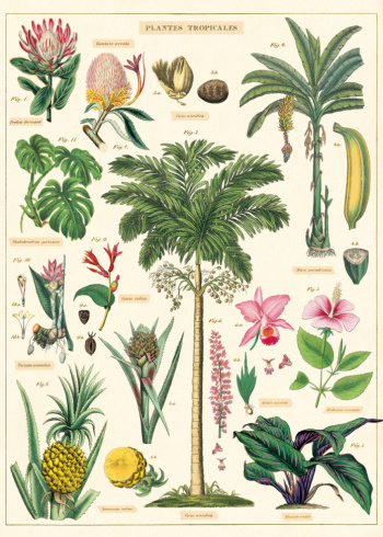 Poster - Vintage Tropical