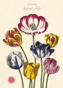 Poster - Tulpen 2