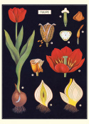 Poster - Tulpen