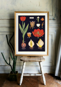 Poster - Tulpen