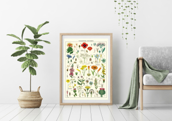 Plakat - Wildblumen