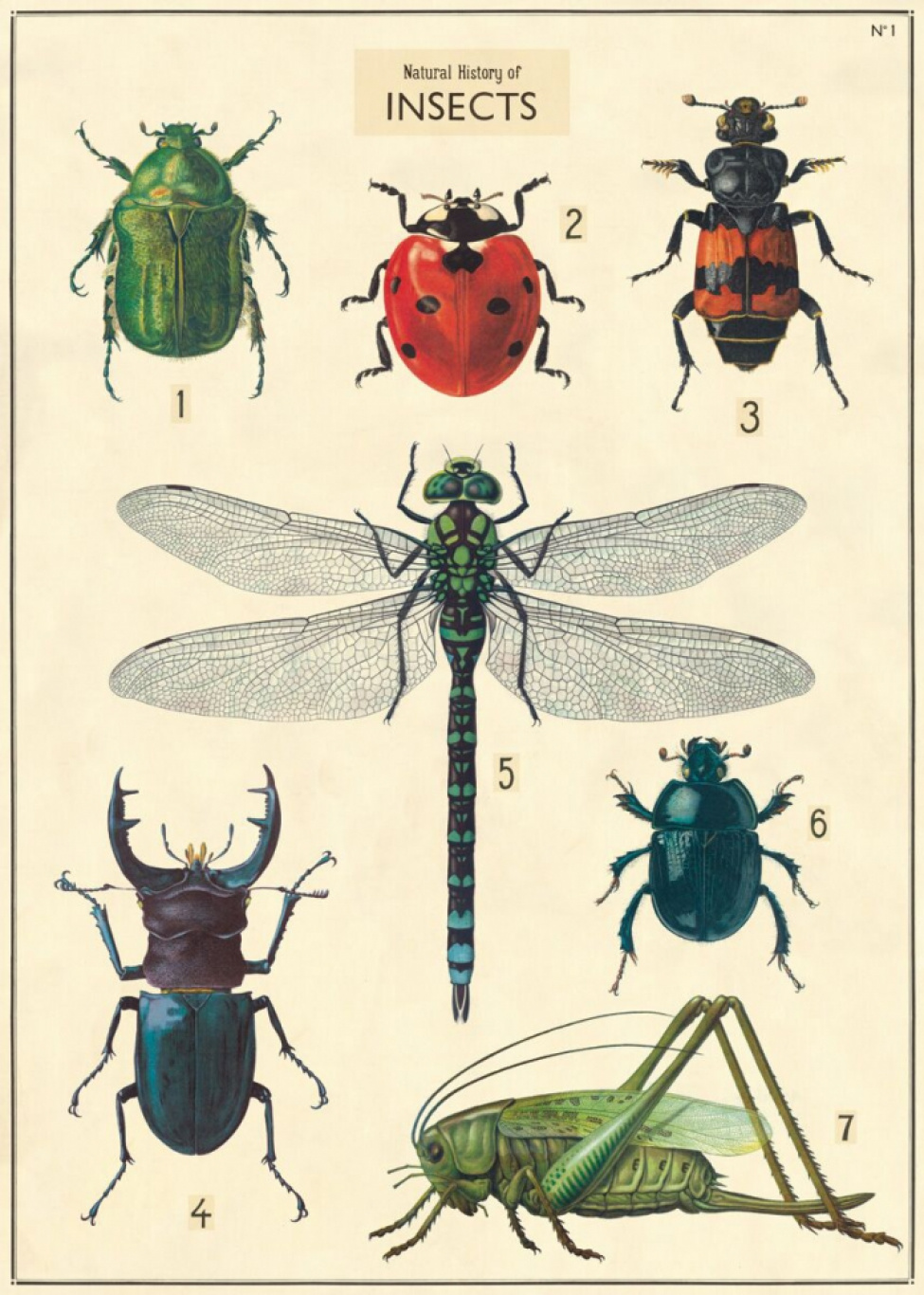 Plakat - Vintage Insekten