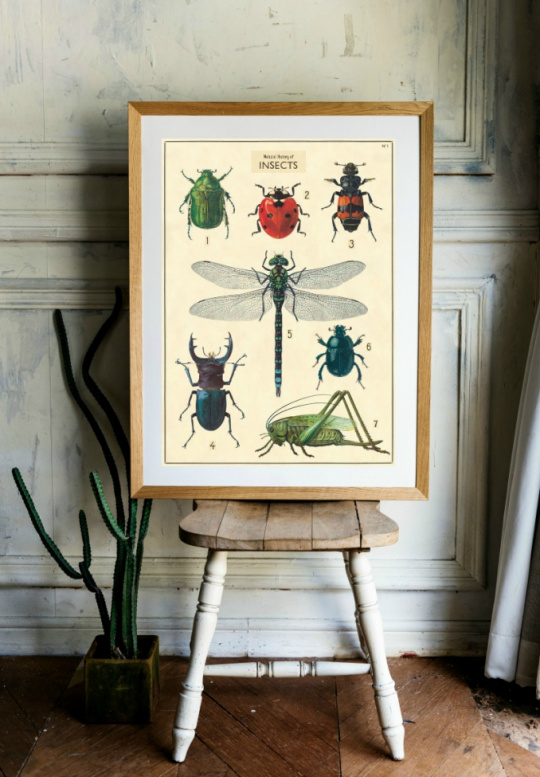 Plakat - Vintage Insekten