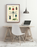 Plakat - Vintage Insekten