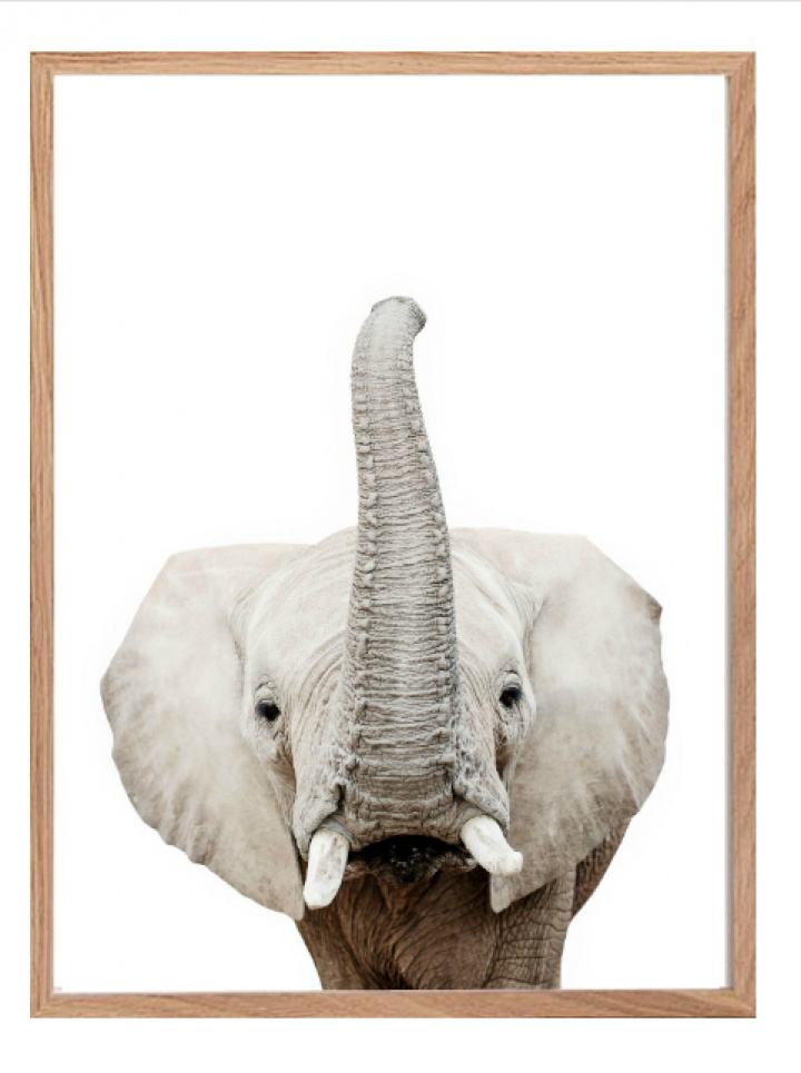 Plakat - Elefant