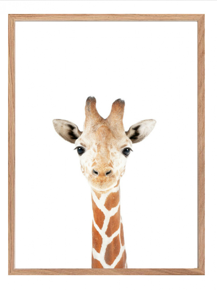 Plakat - Giraffe