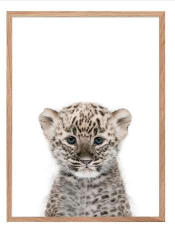 Plakat - Leopard