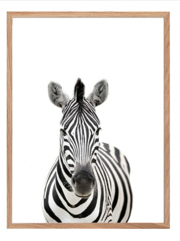 Plakat - Zebra