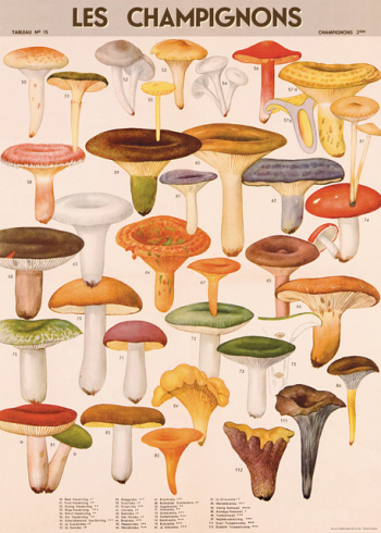 Plakat - Die Pilze